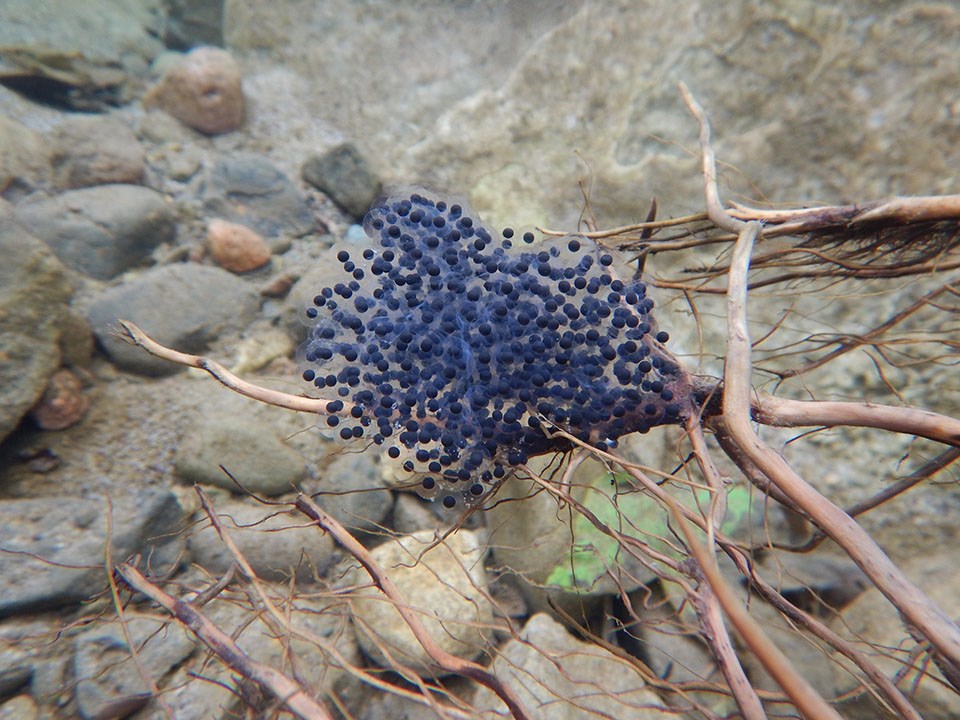 California red-legged frog egg mass California red-legged frog egg mass in clear stream water, attached to plant roots