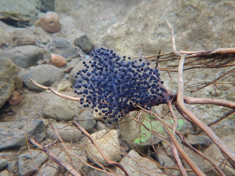 California red-legged frog egg mass California red-legged frog egg mass in clear stream water, attached to plant roots