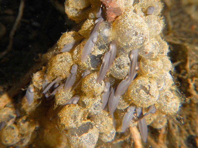 Newly hatched tadpoles Newly hatched tadpoles feeding on algae and what is left of their egg mass