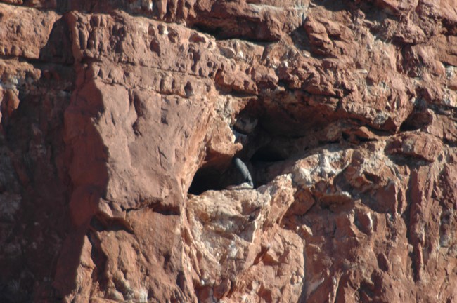 A photo of a California condor chick in a nest cave on a redwall.