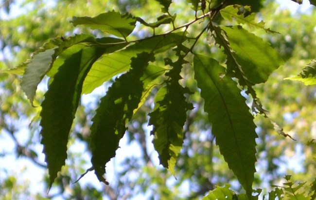 American chestnut leaves Green American chestnut leaves with sawtooth edges.