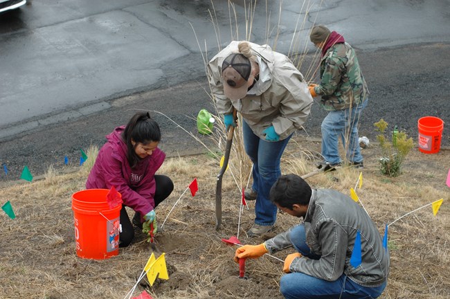 Four people dig and plant on a patchy hillside