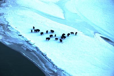 A herd of bison standing on a field of snow and ice in Wrangell-St. Elias National Park and Preserve