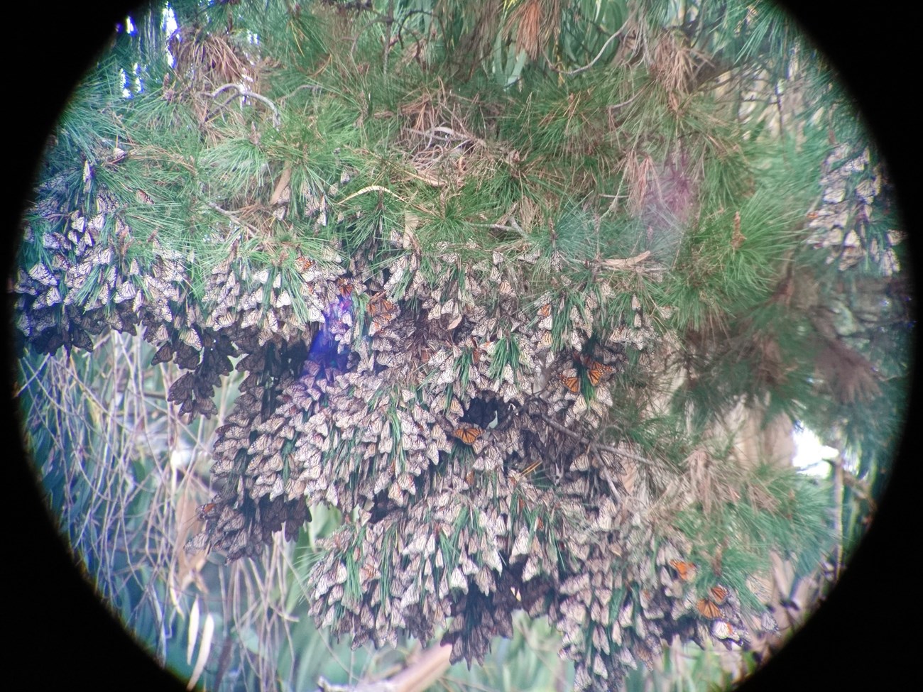 Monarchs overwintering in Pacific Grove, CA Hundreds of monarchs, viewed through a scope, densely clustered on the branches of a pine tree