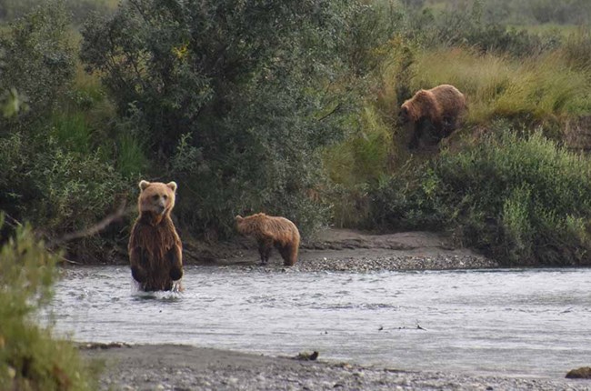 Bears fish in an Arctic river.