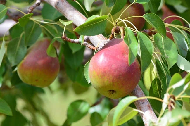 Two large pears with a green base and red overlaying the green, on a brown branch with green leaves.