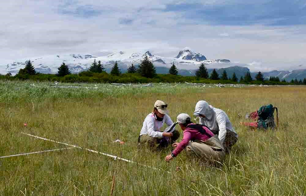 Three researches record data in a salt marsh in Katmai.