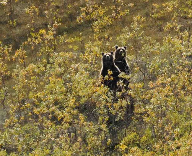 Two bears stand up to look over fall vegetation.