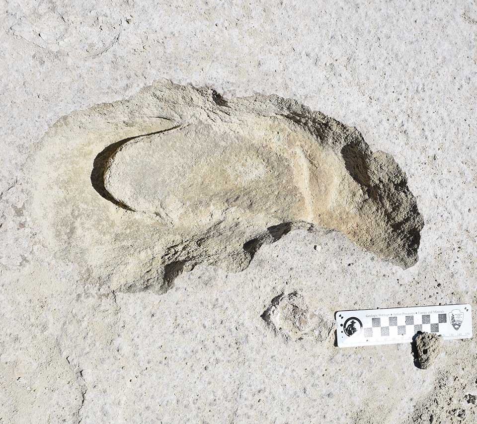 How scientists study the white sands national monument fossil tracks u
