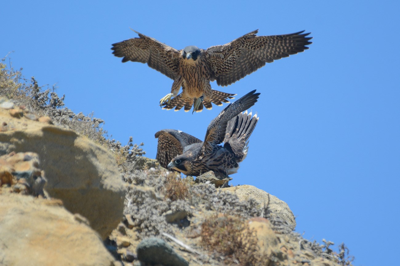 Juvenile peregrine falcons Juvenile male peregrine landing near female