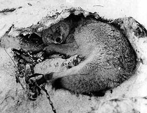 A coyote is caught in a trap in 1929 in Yellowstone National Park. A coyote is caught in a trap in 1929 in Yellowstone National Park.