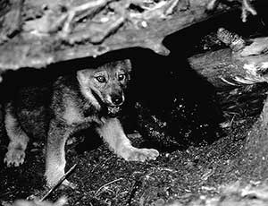 Wolf pup born in 1996 in Yellowstone, the first there in more than half a century.