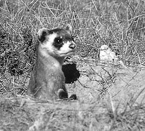 Ferret, Badlands National Park, around 1996.