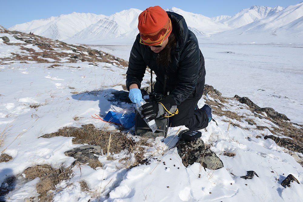 a woman kneels in snow, picking up sheep shit