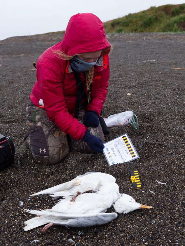 A researcher bends over a bird carcass on the beach.
