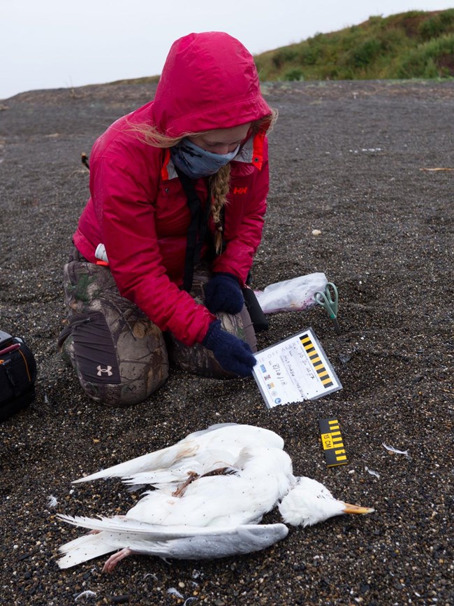 lt= A researcher bends over a bird carcass on the beach.