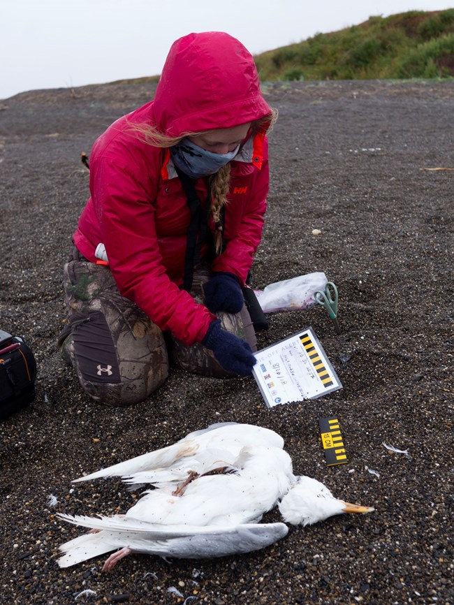 Dead GLGU_2018 seabird dieoff_Resized for web_NPS_S.Backensto A researcher examines the carcass of a dead bird on the beach.