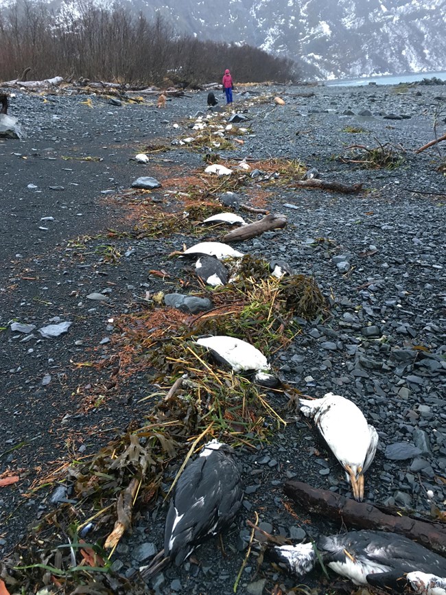 Dead common murres laying in the high tide line on the beach.