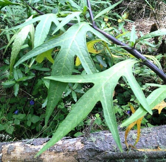 lt= Deeply lobed leaves of poroporo branching off from a dark purplish stem
