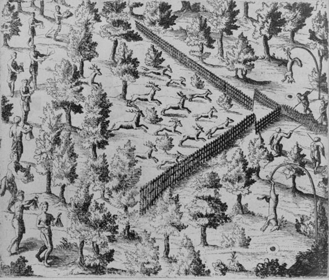 Deer Hunting Deer are funneled by fencing to a kill point. Library of Congress. 1613