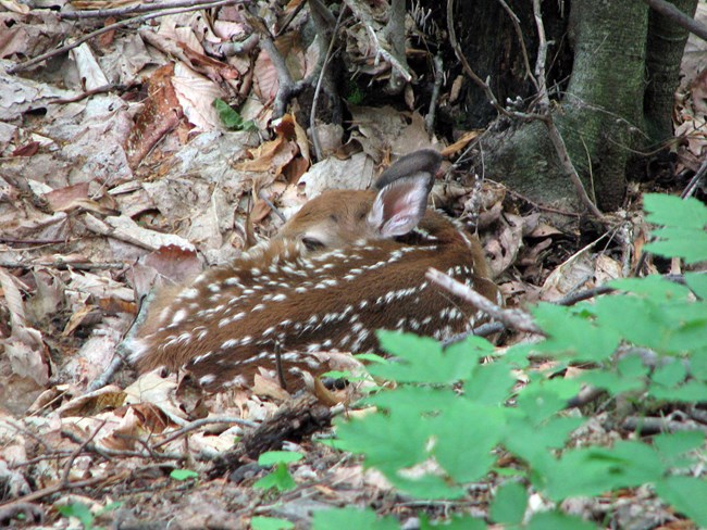 White-tailed deer fawn White-tailed deer fawn curled up and well-camouflaged on the forest floor.
