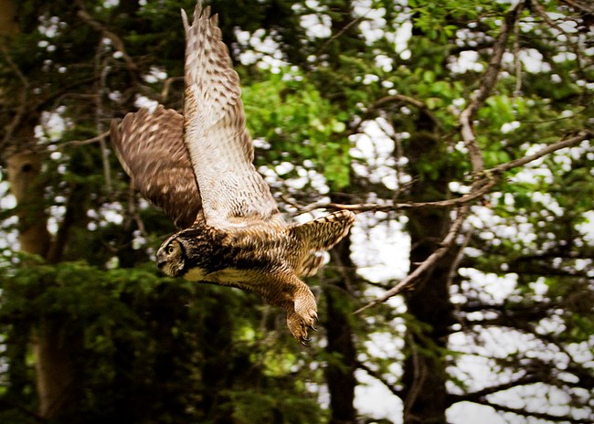 Denali National Park and Preserve - NPS An owl flies through the trees.