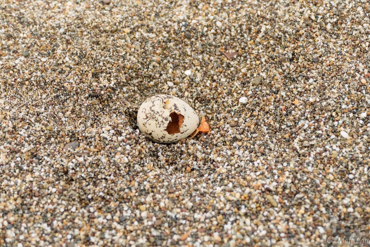 A snowy plover egg depredated by a common raven lays in the sand near a former nest.