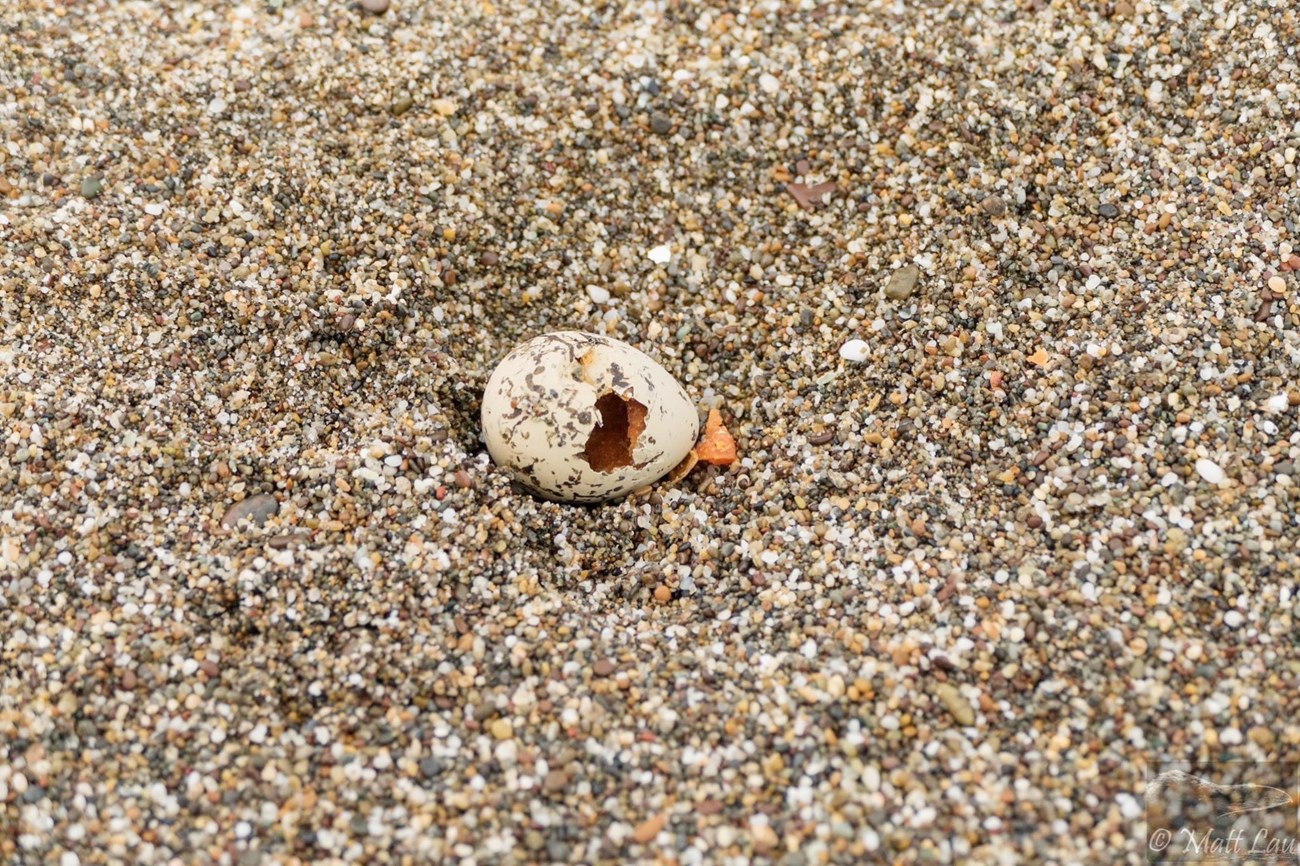 Depredated egg A snowy plover egg depredated by a common raven lays in the sand near a former nest.