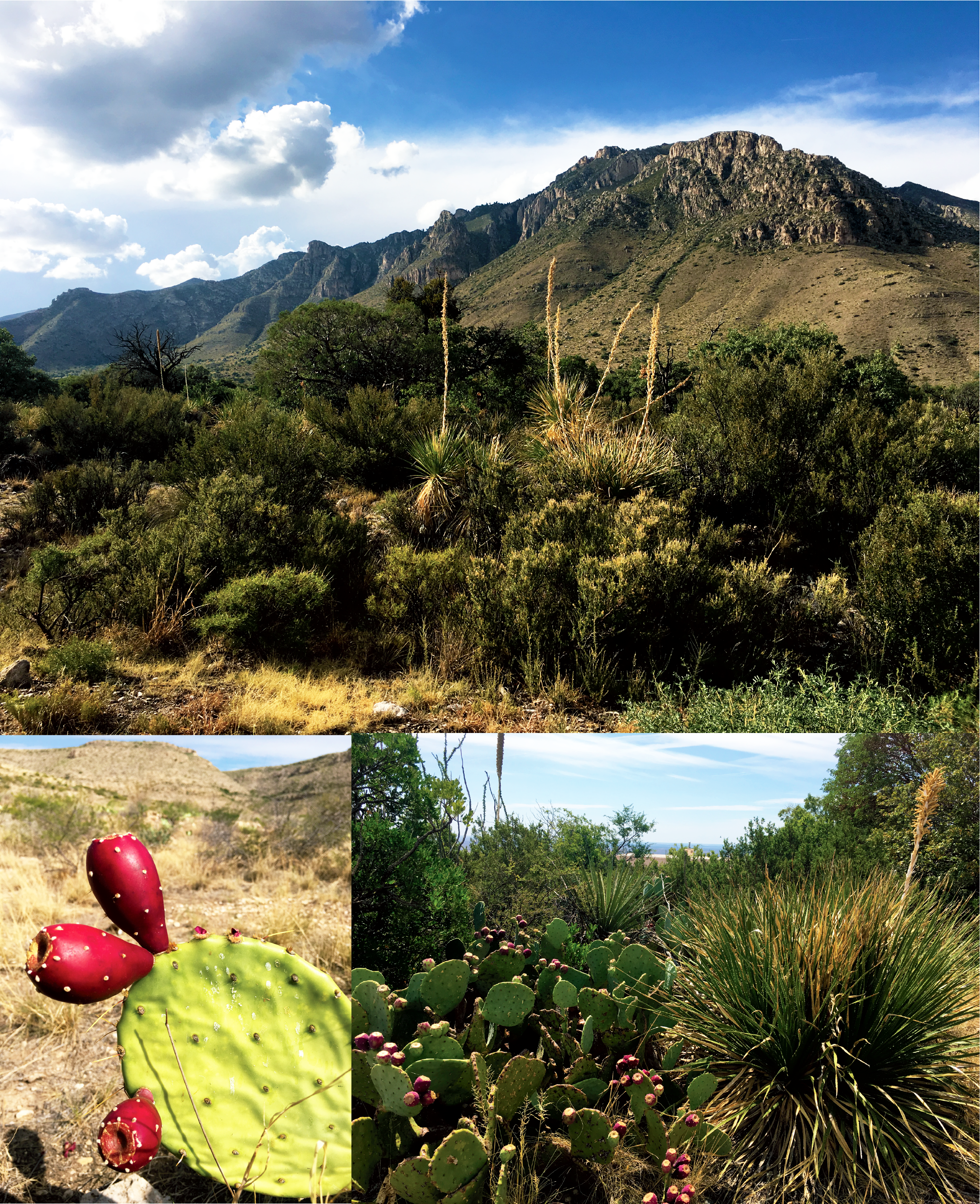 Desert flora Collage of various desert flora near Carlsbad Caverns