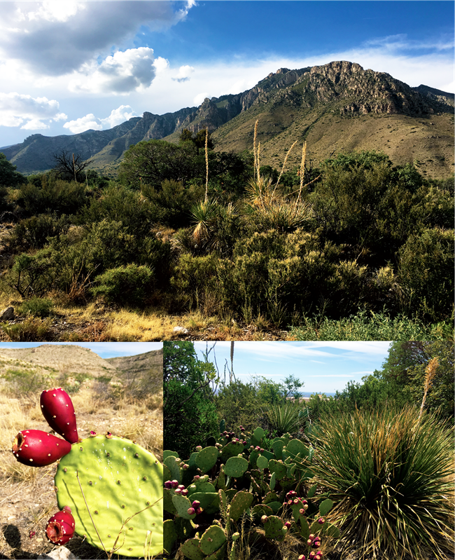 Desert flora Collage of various desert flora near Carlsbad Caverns