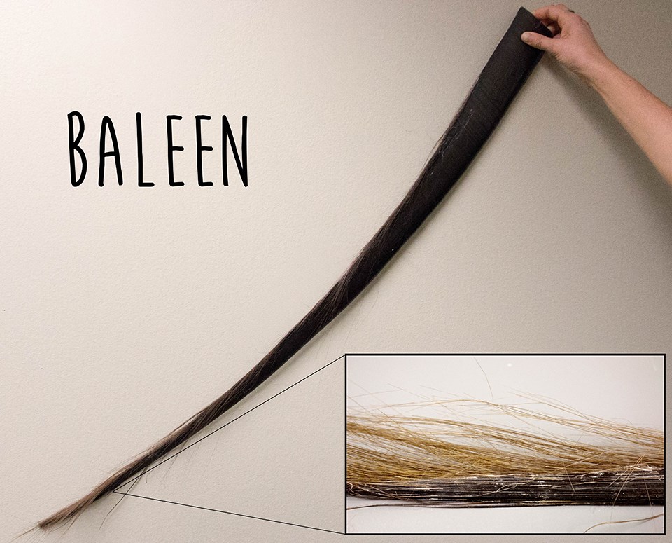 baleen a long piece of shiny black baleen with an inset showing small frayed hairs at the end