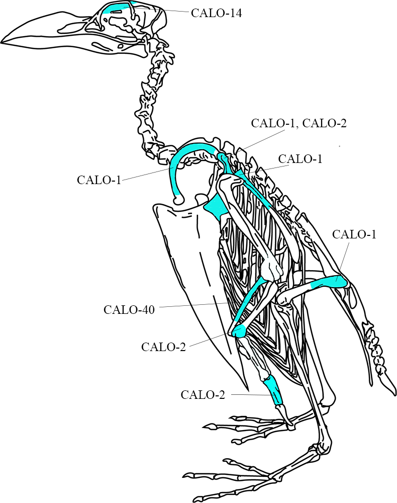 Diagram of great auk skeleton