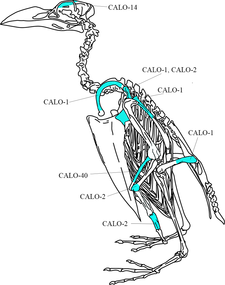 Diagram of great auk skeleton Diagram of great auk skeleton