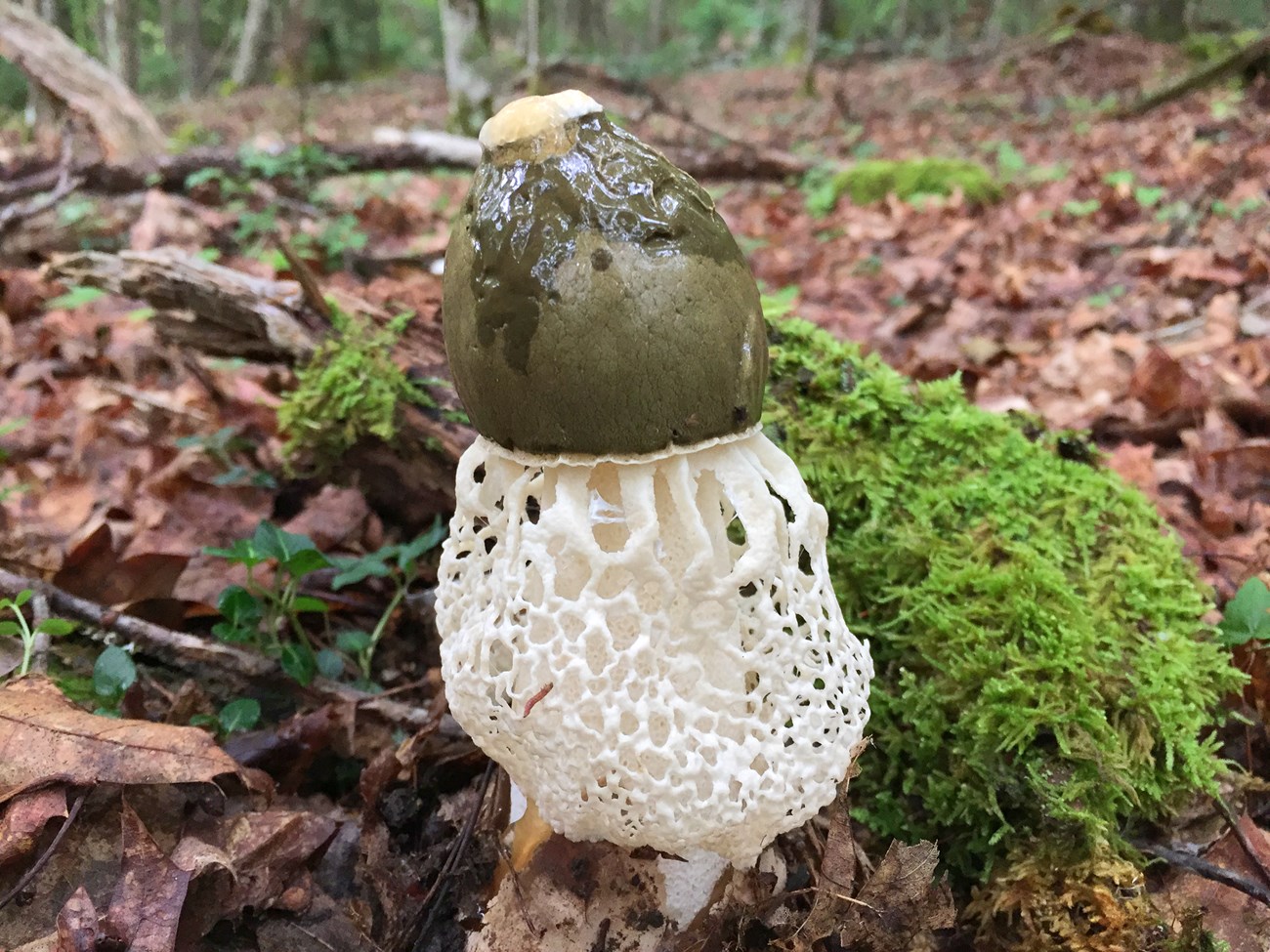 Mushroom with an intricate, white net extending down from an olive cap