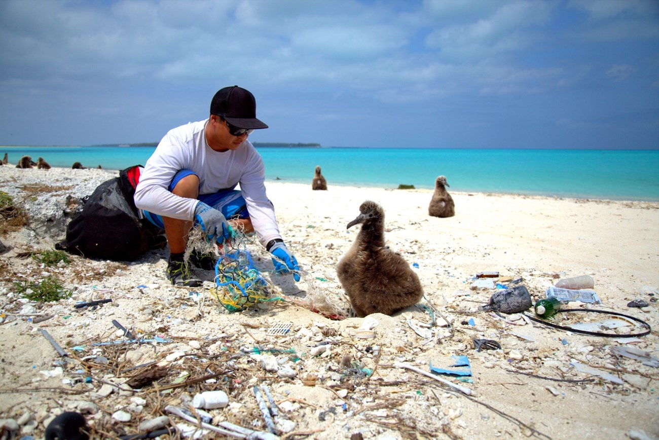 Removing fishing net from albatross chick A volunteer removes a fishing net from the feet of a sea bird chick.