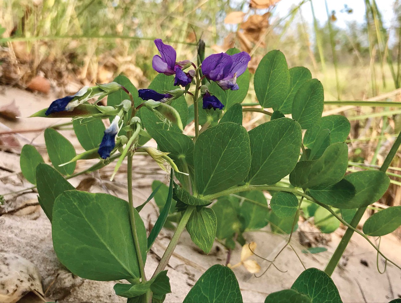 The beach pea flower is compact and erect, its color a
showy purple. Reintroduced beach pea grows only in areas where
human disturbance and competition are minimal. The beach pea flower is compact and erect, its color a showy purple.