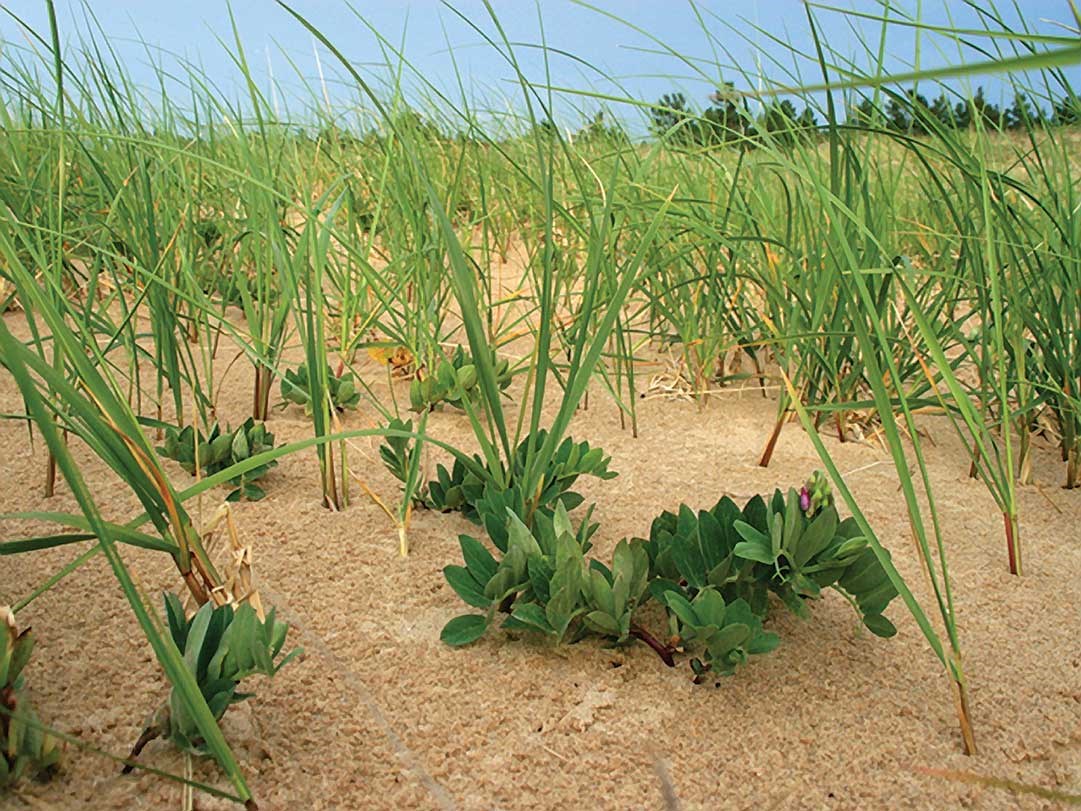 Beach peas at Sleeping Bear Dunes National Lakeshore are surrounded by marram grass, a common plant associate. Beach peas at Sleeping Bear Dunes National Lakeshore are surrounded by marram grass, a common plant associate