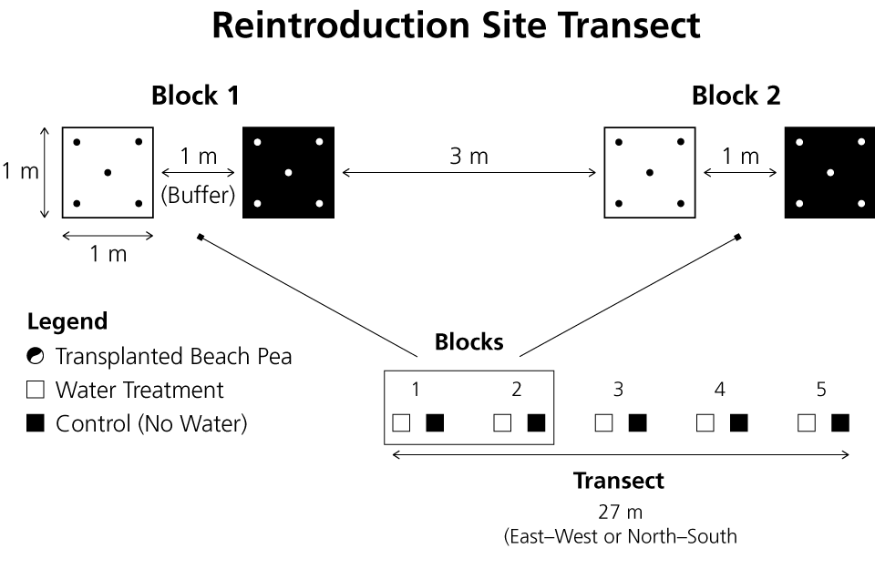 Each of the seven reintroduction transects was composed of five blocks of paired square-meter planting zones separated by buffers. Each block received 10 plants, half as controls that did not receive supplemental watering and half that did.
