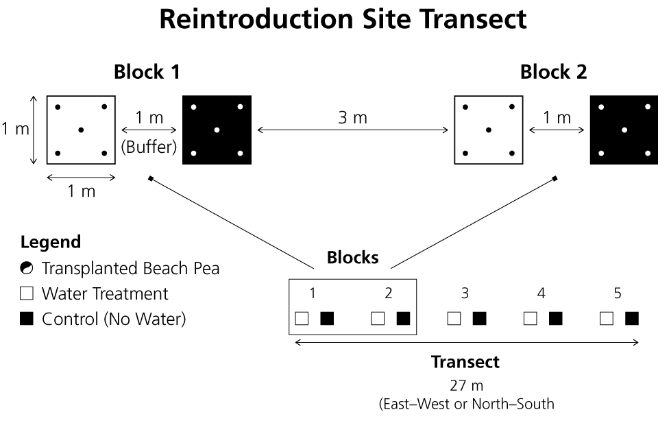 Each of the seven reintroduction transects was composed of five blocks of paired square-meter planting zones separated by buffers. Each block received 10 plants, half as controls that did not receive supplemental watering and half that did. Each of the seven reintroduction transects was composed of five blocks of paired square-meter planting zones separated by buffers. Each block received 10 plants, half as controls that did not receive supplemental watering and half that did.