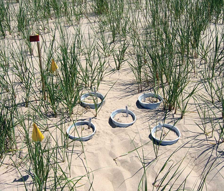 Beach peas in the water treatment zones were ringed with plastic collars to help retain moisture. Pins marked with red flags allowed resource managers to measure sand erosion and accretion. Beach peas in the water treatment zones were ringed with plastic collars to help retain moisture. Pins marked with red flags allowed resource managers to measure sand erosion and accretion.