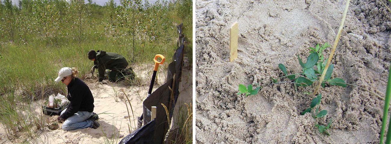 Planting beach pea See caption for detail