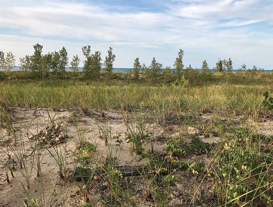 Beach peas grow on a secondary foredune at the West Site after reintroduction. This location offers protection against potential erosion from high lake levels at the primary foredune reintroduction site, which is nearer to the lakeshore. Beach peas grow on a secondary foredune at the West Site after reintroduction. This location offers protection against potential erosion from high lake levels at the primary foredune reintroduction site, which is nearer to the lakeshore.