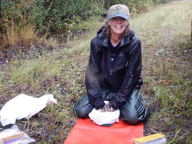 DonnaDiFolco_SHEP_Hare Trapping73_Donna releasing hare_web A researcher releases a rabbit after taking measurements.