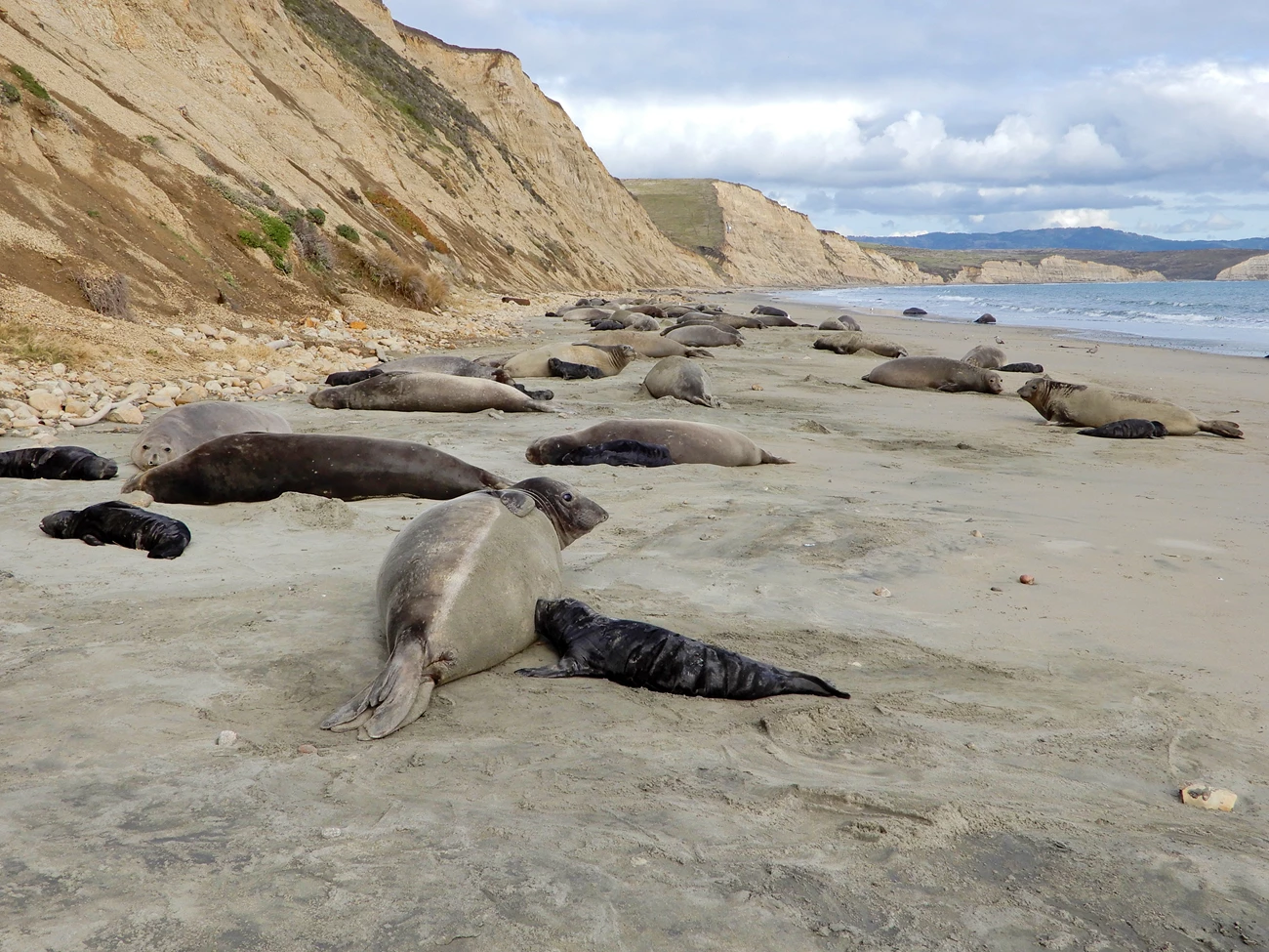 Drakes Beach elephant seals Many female elephant seals with their black pups on a long sandy beach.