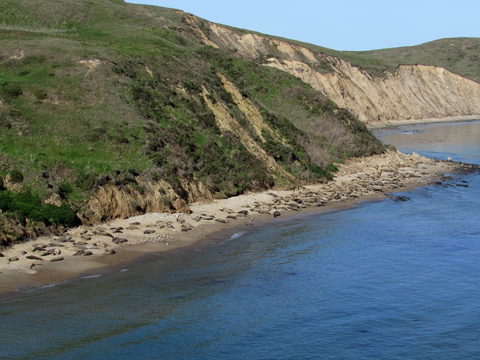 A large colony of elephant seals on Drakes Beach, viewed from above