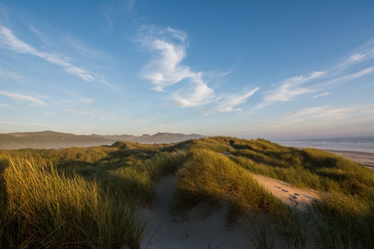 dunes with plant cover