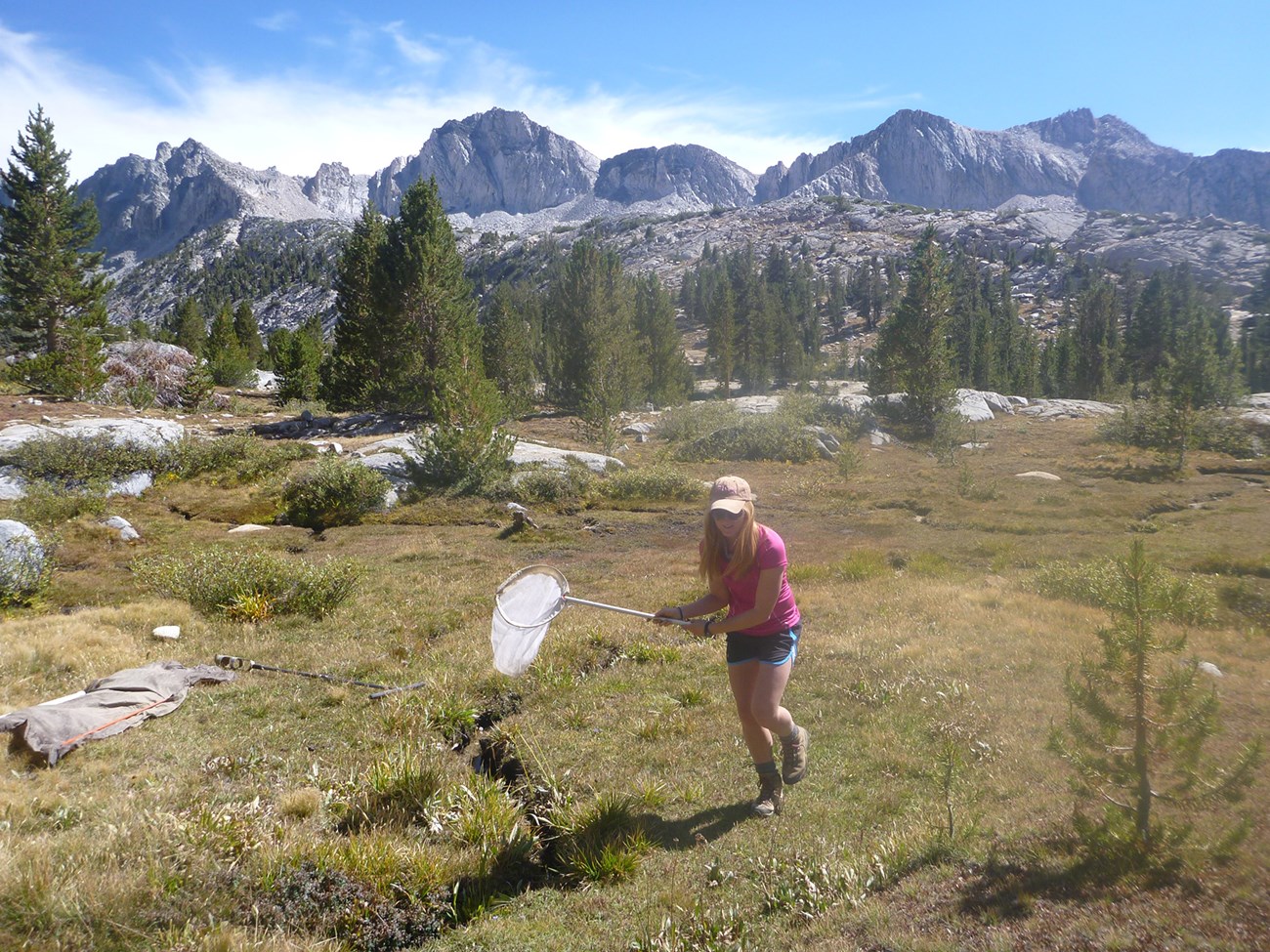 Woman walks through a high-elevation meadow swinging a sweep net to collect invertebrates