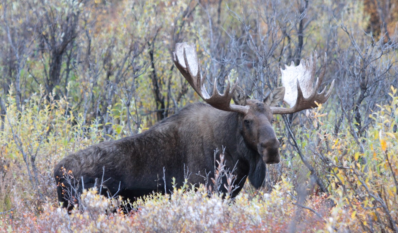 A bull moose in Denali National Park in the fall.
