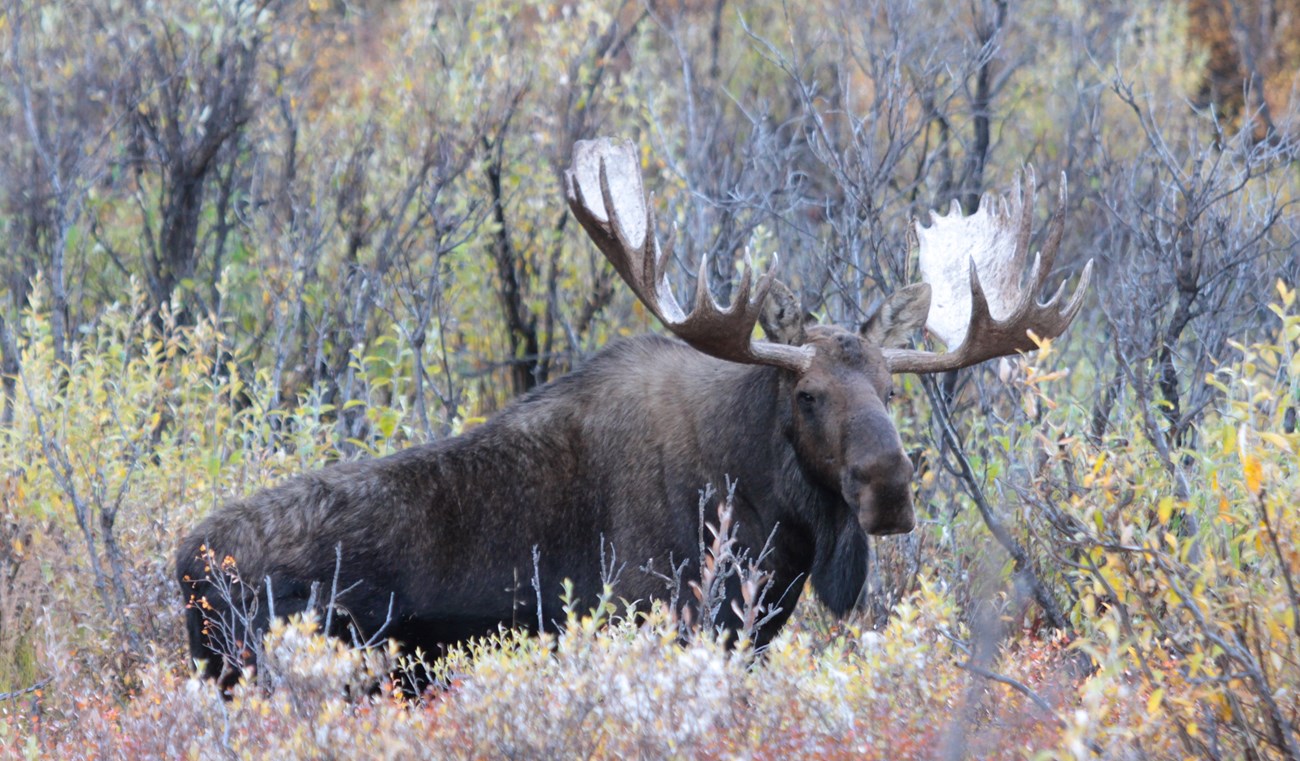A bull moose in Denali National Park in the fall. A bull moose in Denali National Park in the fall.