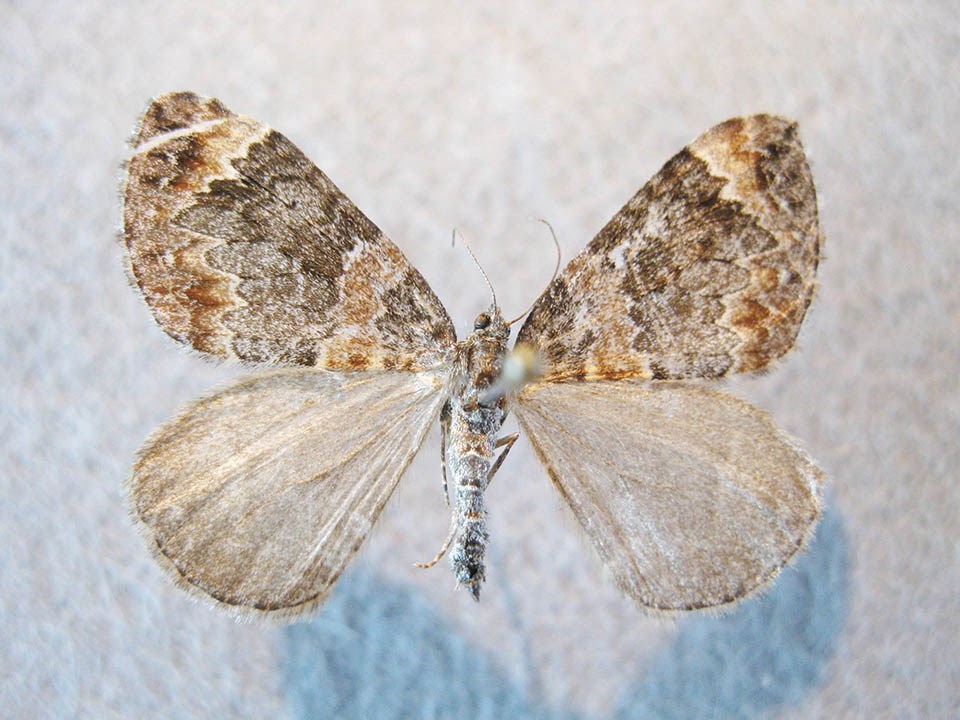 Moth with dark brown and lighter brown marbling on its upper wings
